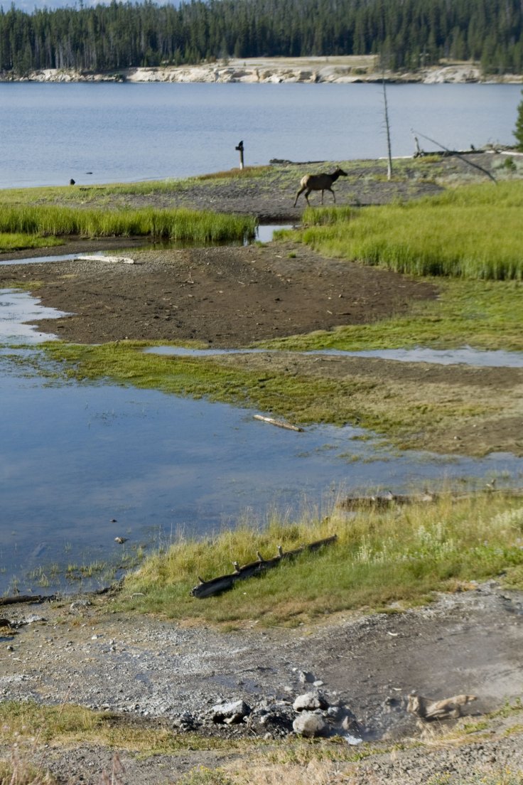 A wapiti grazing by the shores of Yellowstone lake on a sunny morning