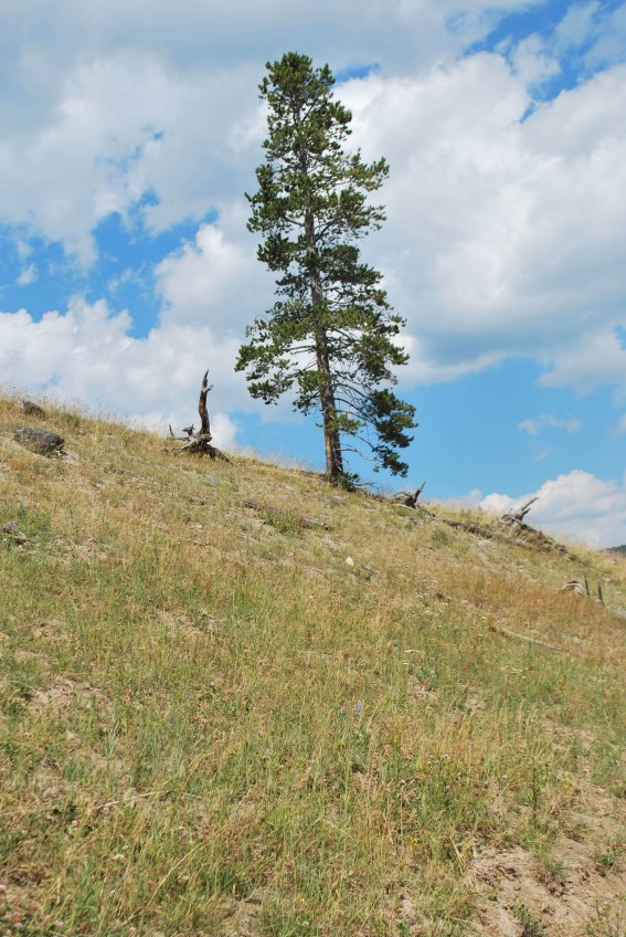 A single pine tree on a hill