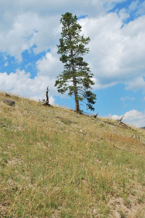 A single pine tree on a hill, Yellowstone national park, Mudpots #098, 29 juillet 2013 A single pine tree on a hill