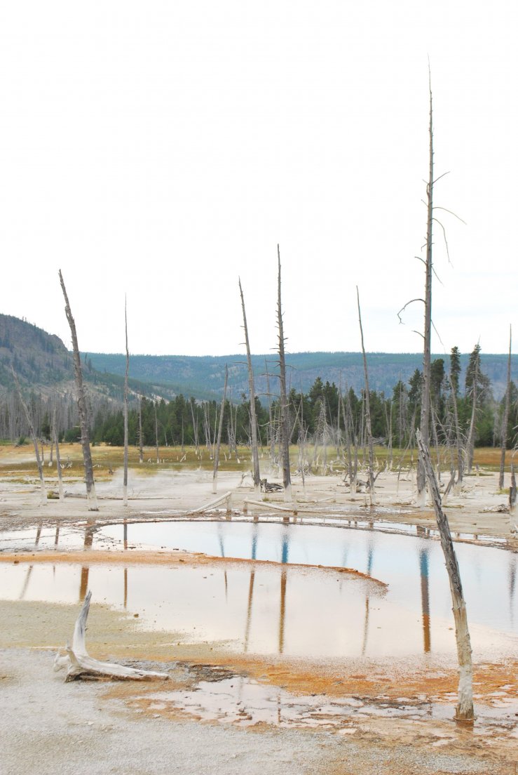 Reflection of lightning-struck trees on a big puddle, Old Faithful #132, 27 july 2013 Reflection of lightning-struck trees on a big puddle