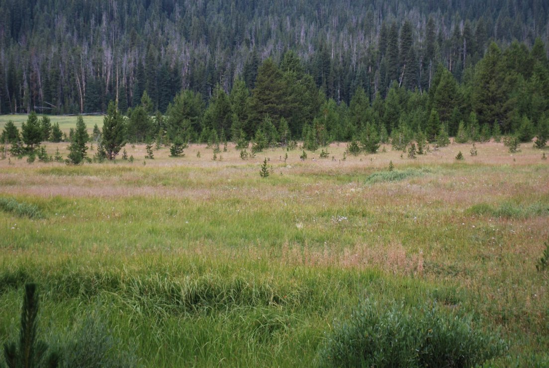 Meadow on the trail to Shoshone Lake