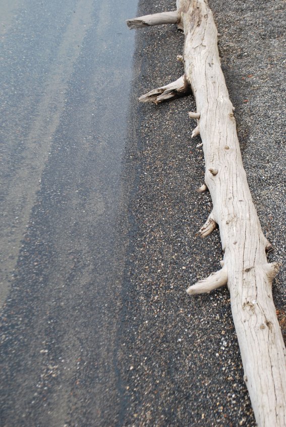 Fallen trunk by the lakeshore, Shoshone Lake #041, 27 july 2013