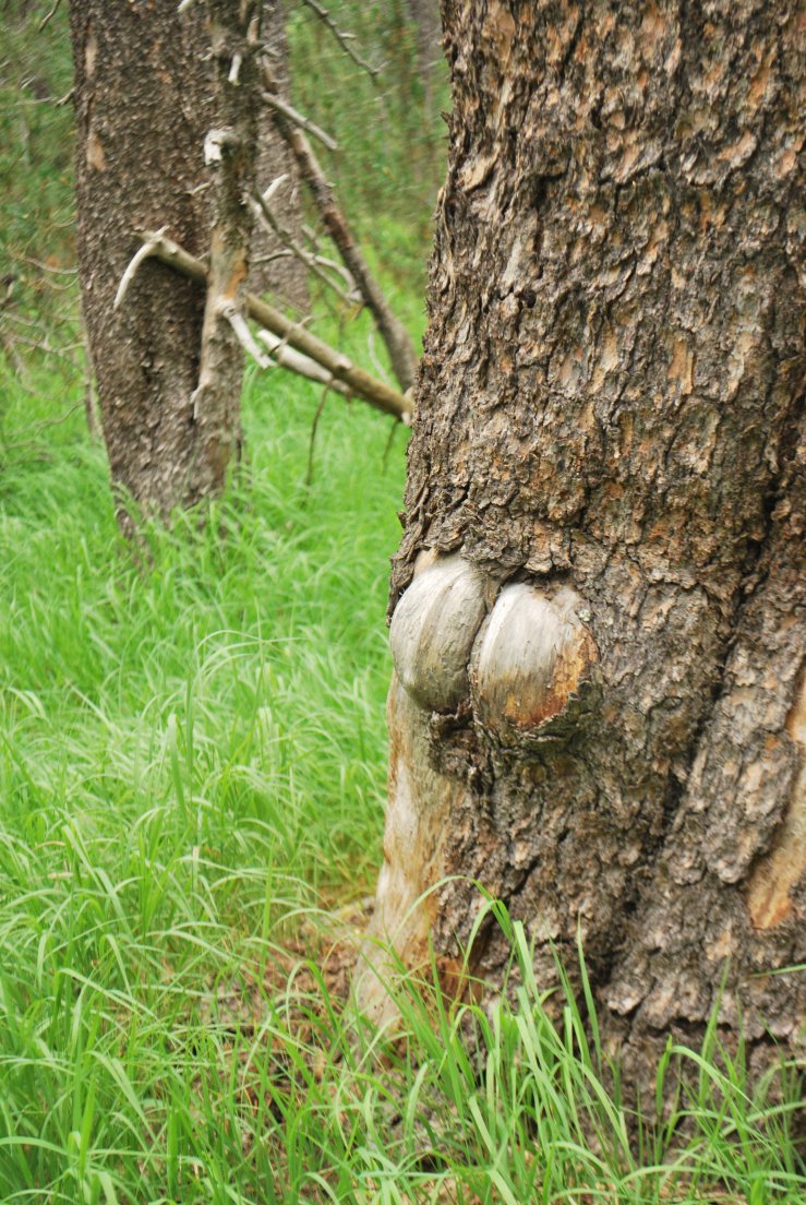 A shape of bottoms in a tree
