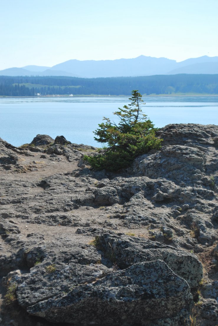 Little pine tree facing Yellowstone Lake