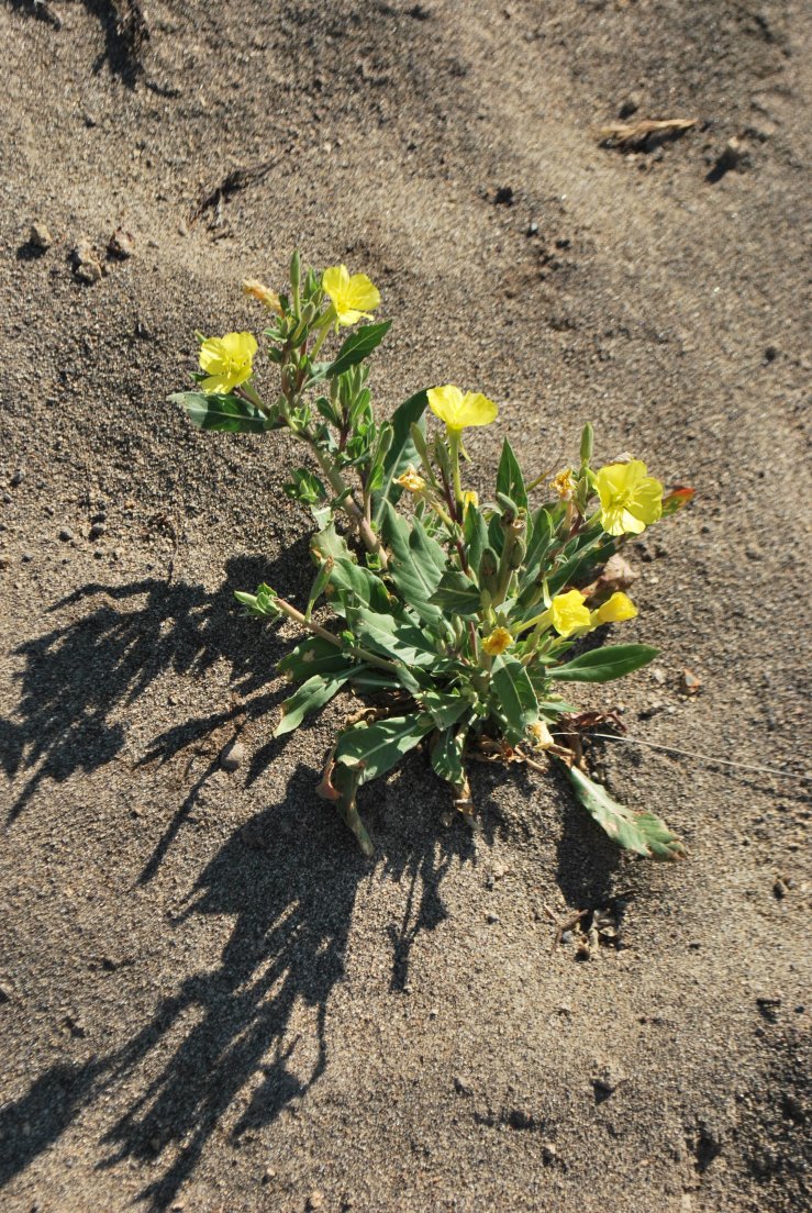 Yellow flowers