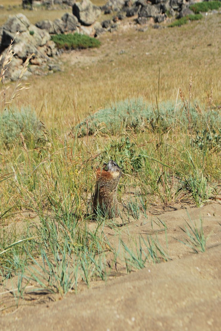 A marmot eating a straw, Stormpoint #076, 31 july 2013 A marmot eating a straw
