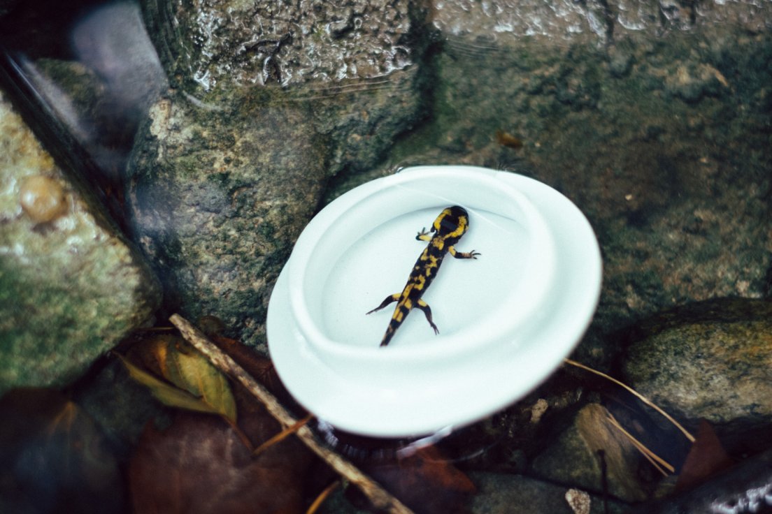A salamander resting in the lid of a hand-painted teapot from the Enchanteresse collection, centered around the faery realm
