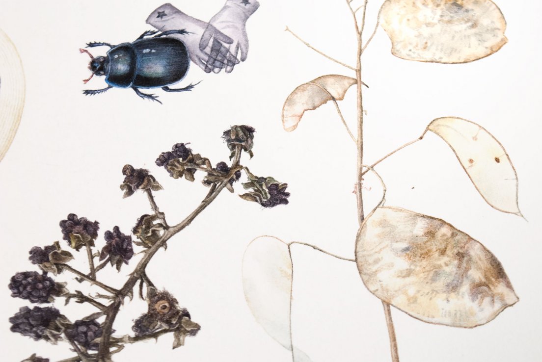 Closeup Herbier Lunaire #001 Closeup Herbier Lunaire #001